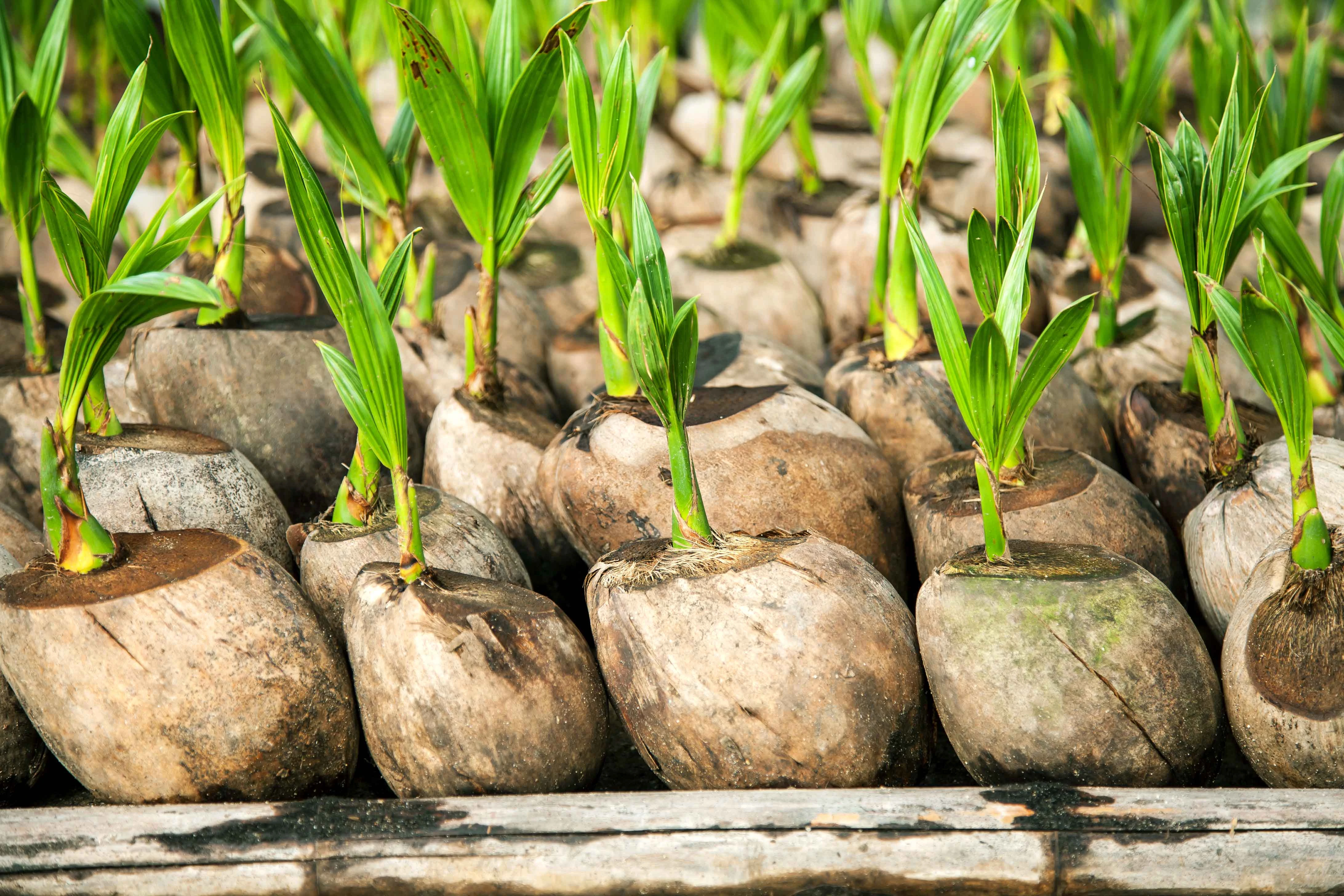 Coconut sprouts